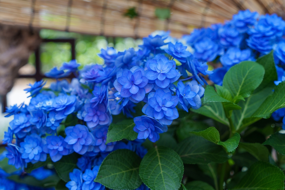 An image of blue hydrangea flowers.