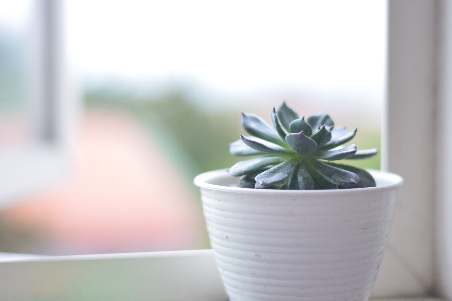 An image of a small potted plant on a windowsill.